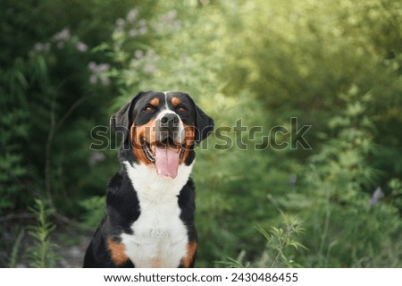 A joyful Greater Swiss Mountain Dog poses amidst flowering shrubs, a picture of vitality and happiness