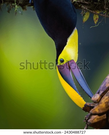 Beautiful Chestnut mandibled toucan stretches down for a banana 