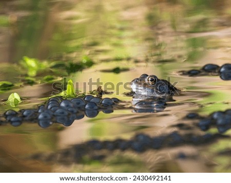A Frog Sitting in Frogspawn Royalty-Free Stock Photo #2430492141
