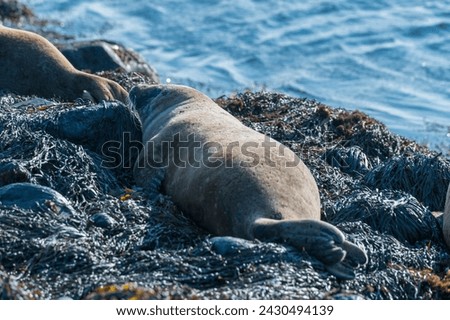 wild grey seal (Halichoerus grypus) colony at Ytri Tunga Beach in Snæfellsnes Peninsula, Western Iceland Royalty-Free Stock Photo #2430494139