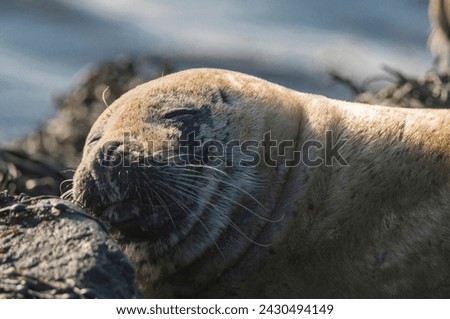 Portrait of wild grey seal (Halichoerus grypus) at Ytri Tunga Beach in Snæfellsnes Peninsula, Western Iceland Royalty-Free Stock Photo #2430494149