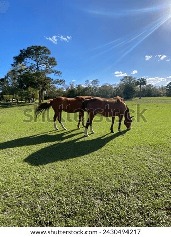Horses living their lives in a very beautiful day