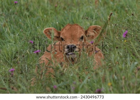 Funny calf looking at the camera while laying in the grass Royalty-Free Stock Photo #2430496773