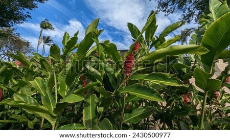 tropical plants in Maui Hawaii beautiful desktop background 