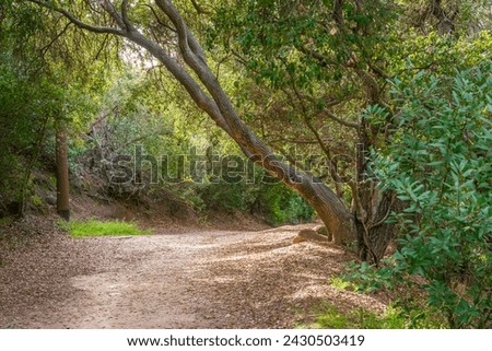 Hiking trail path with oak trees in the Anaheim Hills of Orange County, California