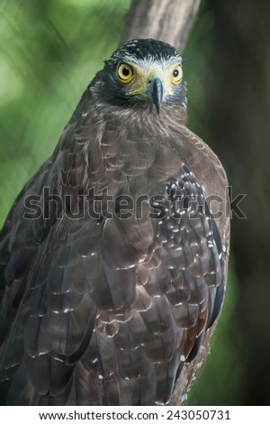 Serpent Eagle, Crested Serpent Eagle(Spilornis cheela)