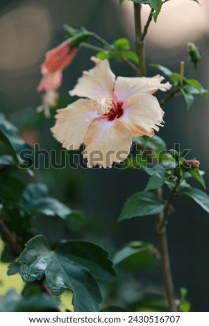 light yellow hibiscus rosa sinensis or shoeblack plant or hawaiian flower or rose mallow or chinese rose, blossom blooming in the garden.