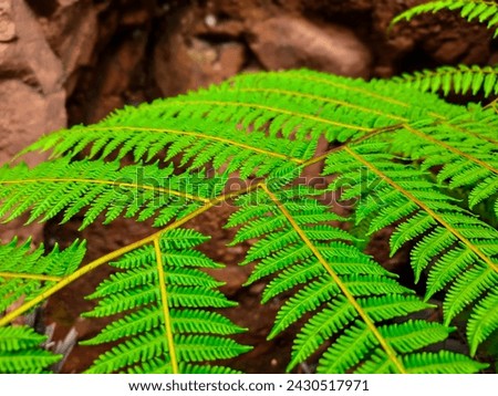 Wild Ferns that grow at the bottom of the hills of the Harau Valley in Limapuluh Kota Regency