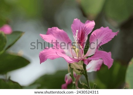 
Close up picture of pink flowers on a background of dissolved green leaves. Used for decoration.