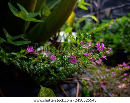 Cuphea hyssopifolia plant in the garden Royalty-Free Stock Photo #2430525543
