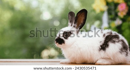 cute animal pet rabbit or bunny white or brown color smiling and laughing with copy space for easter in natural background for easter celebration