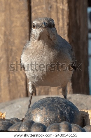 A Northern Mockingbird on the backyard bird feeder                               
