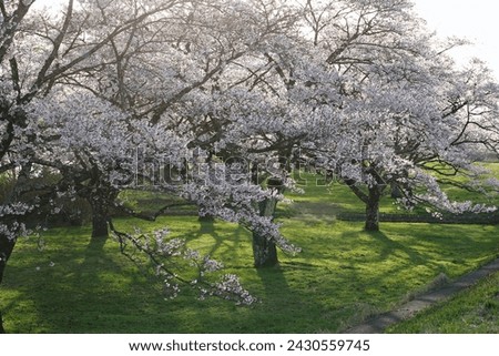 Flowering cherry trees line a park in Shizukuishi City, Iwate Prefecture, Japan. Royalty-Free Stock Photo #2430559745