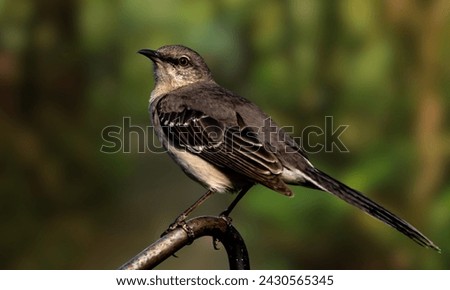 Northern mockingbird, Mimus polyglottos, perched on a tree branch

