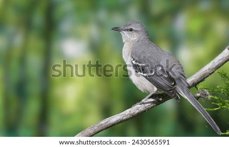 Northern mockingbird, Mimus polyglottos, perched on a tree branch

