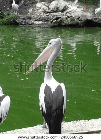 Pelican bird is a large water bird with a long bill and a large throat pouch. It has a white and black plumage with a distinctive long beak. Royalty-Free Stock Photo #2430568925