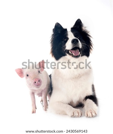 pink miniature pig and dog in front of white background