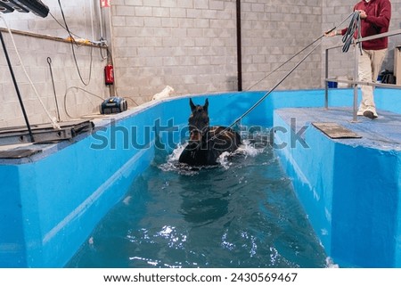 A horse undergoes a guided exercise in a hydrotherapy pool during a rehabilitation session. Royalty-Free Stock Photo #2430569467