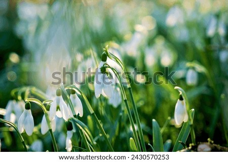 Snowdrop or common snowdrop, Galanthus nivalis flowers. Snowdrops after the snow has melted. In the forest in the wild in spring snowdrops bloom. Royalty-Free Stock Photo #2430570253