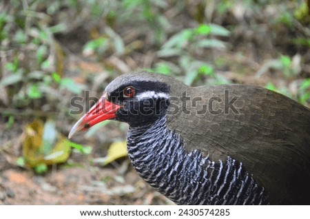 The Okinawa rail, Hypotaenidia okinawae is an endemic species bird found only in the Yamahara region of northern Okinawa Island, Japan, and was discovered in 1981.