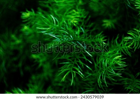An Aesthetic Green Grass Wallpaper Desktop Background