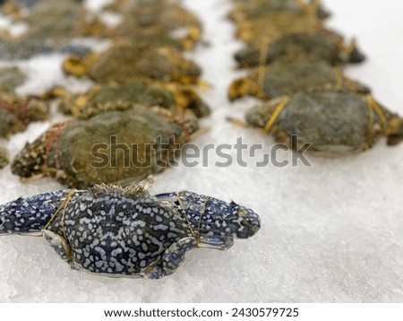 a photography of a group of crabs sitting on top of ice.
