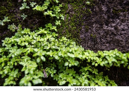 Beautiful Green Wild Plant Wallpaper Desktop Background