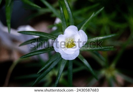 Beautiful Little White Flower Wallpaper Desktop Background