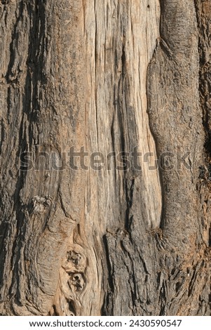 Old tree texture. Bark pattern, For background wood work, Bark of brown hardwood, thick bark hardwood, residential house wood. nature, tree, bark, hardwood, trunk, tree , tree trunk close up texture Royalty-Free Stock Photo #2430590547