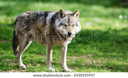 Wildlife Wolf Ultra HD 4K Photo
