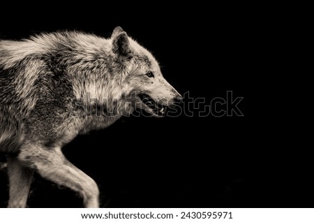 Wildlife Wolf Ultra HD 4K Photo