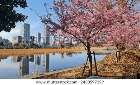 the beginning of Sakura
📍Ueno park,Tokyo,Japan