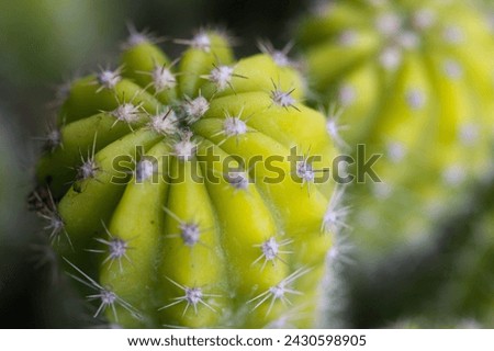 Beautiful of little cactus in the garden.