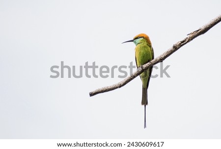 The Asian green bee-eater also known as Merops orientalis. A small, dainty bee-eater of open woodlands, farmland, and sparse human habitation. Mainly green with a bluish throat, slender black eye mask