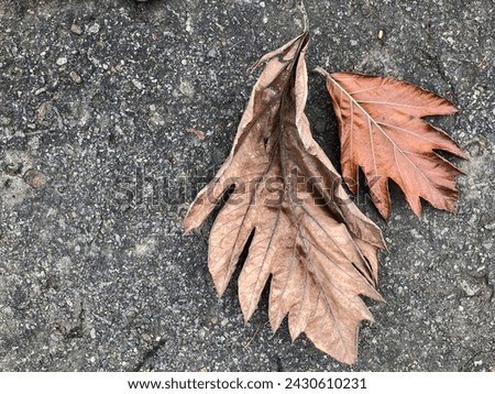 dry foliage is dark brown