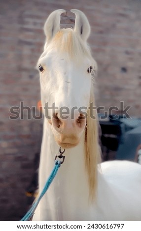 Horse close picture portrait Animal 
