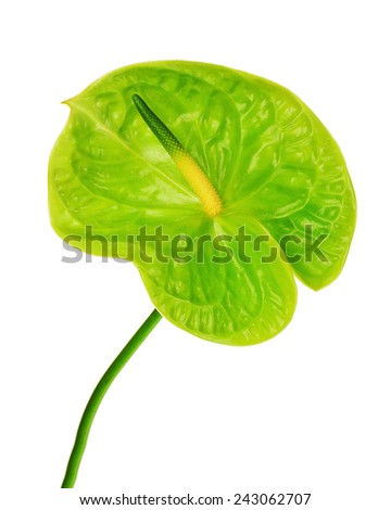 Green anthurium flower isolated on white background. Closeup.