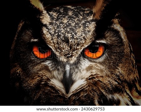 "Mesmerizing Majesty: The Piercing Stare of the Owl" Royalty-Free Stock Photo #2430629753