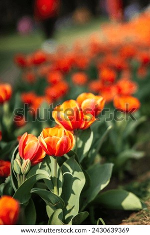 Tulips Flowers are vibrant, cup-shaped flowers native to Eurasia, known for their rich colors and symbolic meanings like perfect love and elegance.