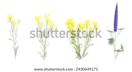 Brassica napus,Lupinus polyphyllus and shrubs in summer isolated on white background. Forestscape. High quality clipping mask. Forest and green foliage