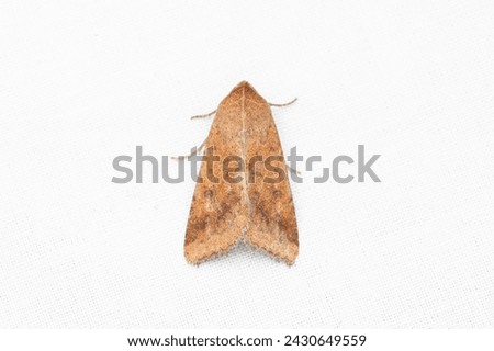 cotton bollworm, corn earworm, Old World (African) bollworm, or scarce bordered straw. Helicoverpa armigera is a species of Lepidoptera in the family Noctuidae. Royalty-Free Stock Photo #2430649559