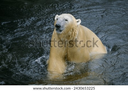 Portrait of a polar bear (Ursus maritimus) in the water in a zoo