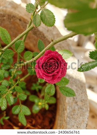 This is a beautiful red rose with little green leaves and rose petals have really attractive design and water drops on these petals make this rose perfect.