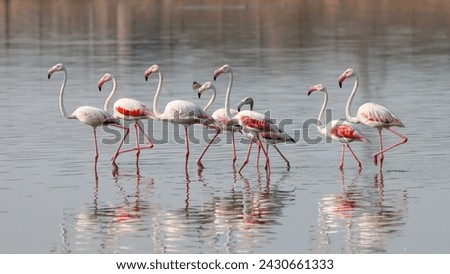 A group of Greater Flamingos searching for food in the water, photo taken by 2022, Porbandar Bird Sanctuary, Porbandar, Gujarat
