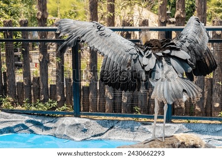 A close up photo of a beautiful shoebill bird standing on the stone of a pool at Lembang Park and Zoo, Bandung, Indonesia. Royalty-Free Stock Photo #2430662293