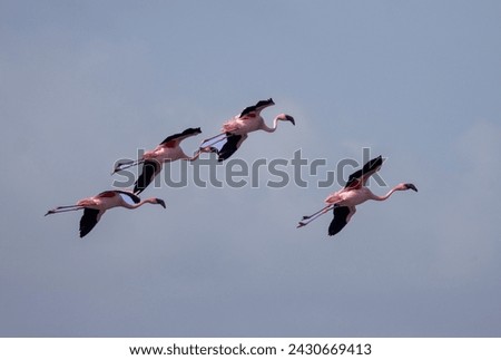 Greater flamingos flying under the blue sky, photo taken by 2023 Barda Sanctuary Ranavav, Porbandar, Gujarat