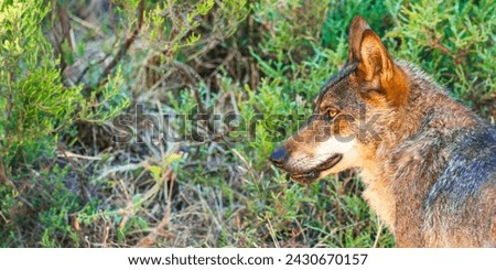 Iberian Wolf, Grey Wolf, Canis lupus signatus, Mediterranean Forest, Zamora, Castile and León, Spain, Europe Royalty-Free Stock Photo #2430670157