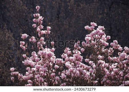 Beautiful magnolia flowers blooming with dark background