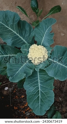 Cauliflower 😍🤍~Vegetable~ Picture with Best Views 