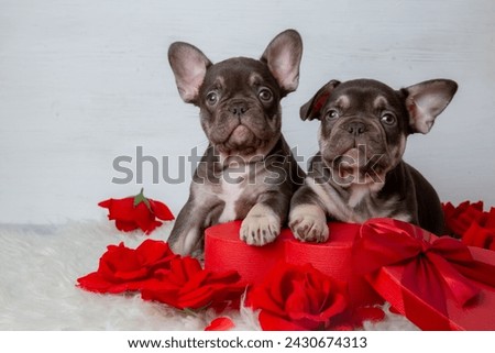 A group of cute French bulldog puppies with a red heart-shaped box on a white background, Valentine's Day gift